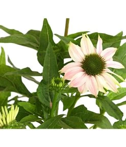 Sonnenhut - Scheinsonnenhut 'Mistral' 32 Sonnenhut - Scheinsonnenhut 'Mistral' -Gartenpflanzen Verkauf 8012650 WE DE 002 EchinaceaDehnerExpressHerzig