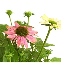 Sonnenhut - Scheinsonnenhut 'Mistral' 33 Sonnenhut - Scheinsonnenhut 'Mistral' -Gartenpflanzen Verkauf 8012650 WE DE 003 EchinaceaDehnerExpressHerzig