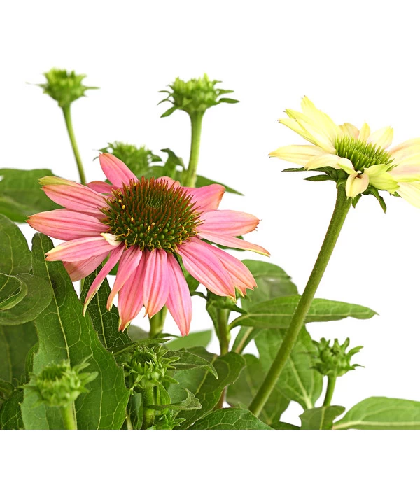 Sonnenhut - Scheinsonnenhut 'Mistral' 16 Sonnenhut - Scheinsonnenhut 'Mistral' – Bild 16