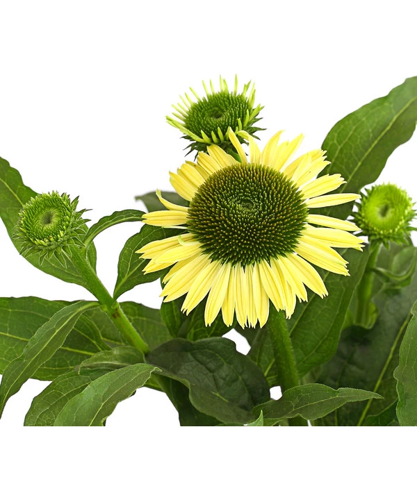 Sonnenhut - Scheinsonnenhut 'Mistral' 17 Sonnenhut - Scheinsonnenhut 'Mistral' – Bild 17