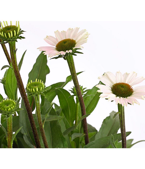 Sonnenhut - Scheinsonnenhut 'Mistral' 18 Sonnenhut - Scheinsonnenhut 'Mistral' – Bild 18