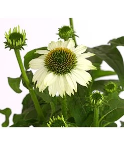 Sonnenhut - Scheinsonnenhut 'Mistral' 28 Sonnenhut - Scheinsonnenhut 'Mistral' -Gartenpflanzen Verkauf 8012650 WE DE 006 EchinaceaDehnerExpressHerzig