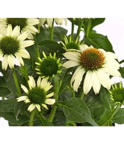 Sonnenhut - Scheinsonnenhut 'Mistral' 26 Sonnenhut - Scheinsonnenhut 'Mistral' -Gartenpflanzen Verkauf 8012650 WE DE 007 EchinaceaDehnerExpressHerzig