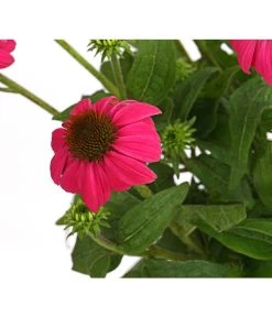 Sonnenhut - Scheinsonnenhut 'Mistral' 30 Sonnenhut - Scheinsonnenhut 'Mistral' -Gartenpflanzen Verkauf 8012650 WE DE 008 EchinaceaDehnerExpressHerzig