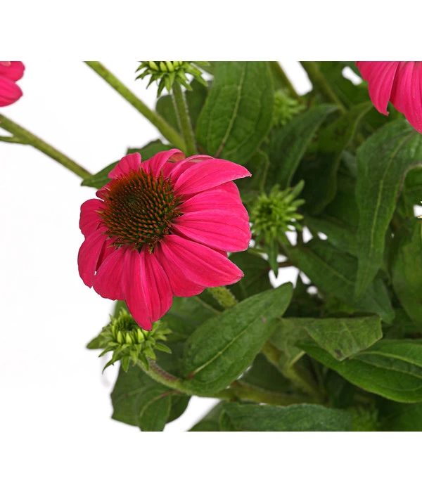 Sonnenhut - Scheinsonnenhut 'Mistral' 13 Sonnenhut - Scheinsonnenhut 'Mistral' – Bild 13