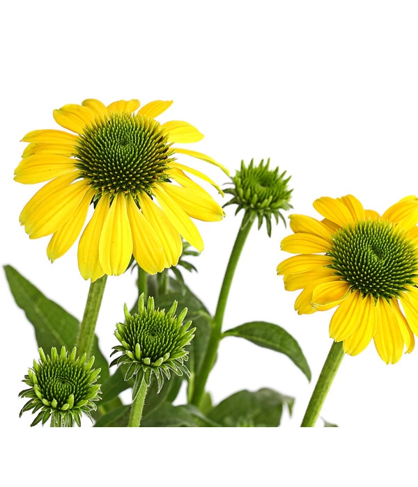 Sonnenhut - Scheinsonnenhut 'Mistral' 12 Sonnenhut - Scheinsonnenhut 'Mistral' – Bild 12