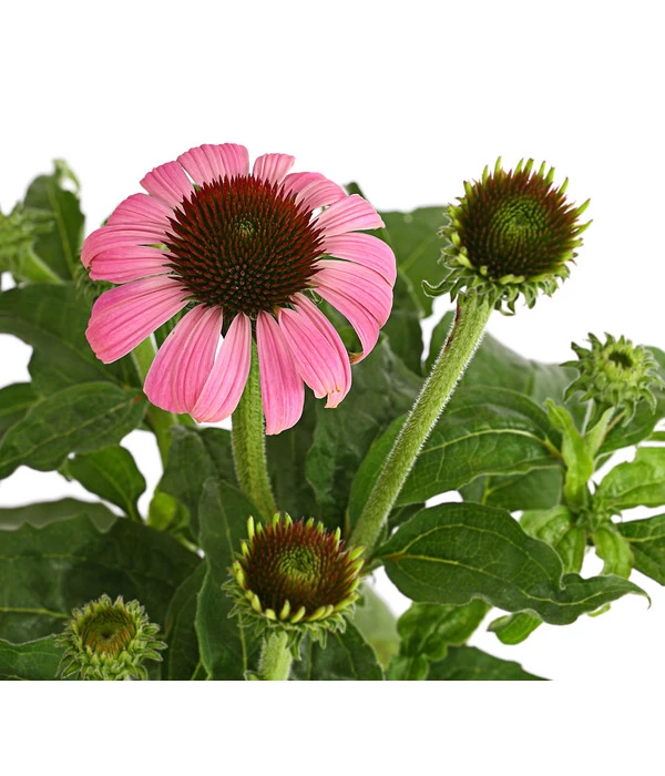 Sonnenhut - Scheinsonnenhut 'Mistral' 10 Sonnenhut - Scheinsonnenhut 'Mistral' – Bild 10