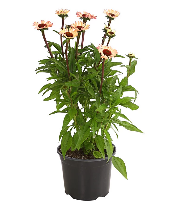 Sonnenhut - Scheinsonnenhut 'Mistral' 6 Sonnenhut - Scheinsonnenhut 'Mistral' – Bild 6