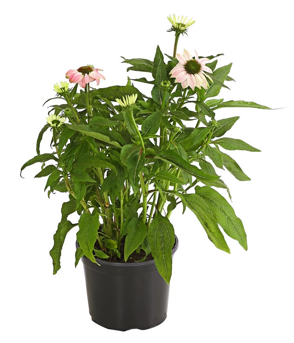 Sonnenhut - Scheinsonnenhut 'Mistral' 3 Sonnenhut - Scheinsonnenhut 'Mistral' – Bild 3