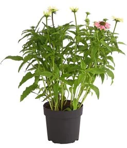 Sonnenhut - Scheinsonnenhut 'Mistral' 22 Sonnenhut - Scheinsonnenhut 'Mistral' -Gartenpflanzen Verkauf 8012650 WE FS 003 EchinaceaDehnerExpressHerzig