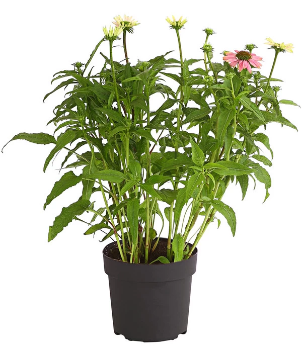 Sonnenhut - Scheinsonnenhut 'Mistral' 5 Sonnenhut - Scheinsonnenhut 'Mistral' – Bild 5