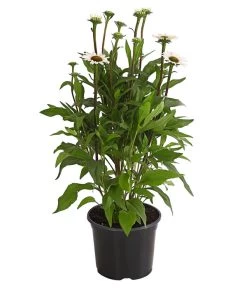 Sonnenhut - Scheinsonnenhut 'Mistral' 21 Sonnenhut - Scheinsonnenhut 'Mistral' -Gartenpflanzen Verkauf 8012650 WE FS 005 EchinaceaDehnerExpressHerzig