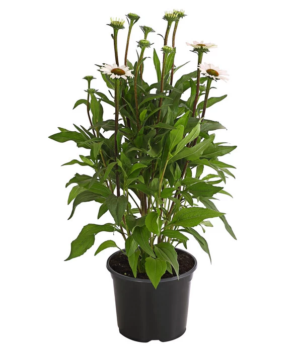 Sonnenhut - Scheinsonnenhut 'Mistral' 4 Sonnenhut - Scheinsonnenhut 'Mistral' – Bild 4