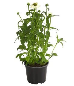 Sonnenhut - Scheinsonnenhut 'Mistral'