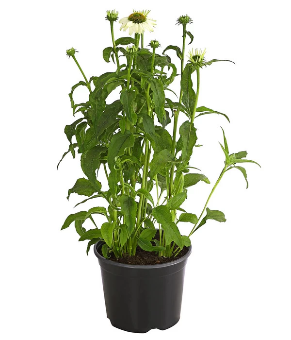 Sonnenhut - Scheinsonnenhut 'Mistral' 1 Sonnenhut - Scheinsonnenhut 'Mistral'