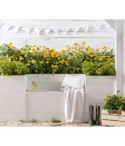 Sonnenhut - Scheinsonnenhut 'Mistral' 24 Sonnenhut - Scheinsonnenhut 'Mistral' -Gartenpflanzen Verkauf 8016610 PR MO 001 StaudenbeetRudbeckia 01