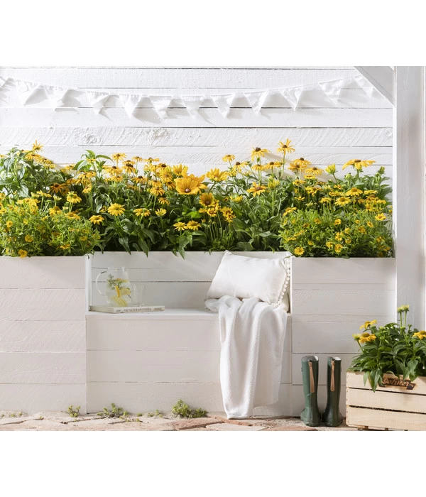 Sonnenhut - Scheinsonnenhut 'Mistral' 7 Sonnenhut - Scheinsonnenhut 'Mistral' – Bild 7