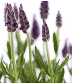 Schopf-Lavendel 17 Schopf-Lavendel -Gartenpflanzen Verkauf 8017014 WE DE 001 LavendelSchopflavendelLavandulaStoechasT13DehnerExpressZS