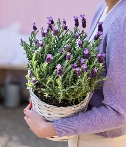 Schopf-Lavendel 15 Schopf-Lavendel -Gartenpflanzen Verkauf 8017014 WE MO 001 LavendelKorb