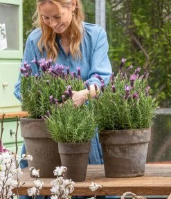 Schopf-Lavendel 14 Schopf-Lavendel -Gartenpflanzen Verkauf 8017014 WE MO 001 SchopfLavendelStoechas