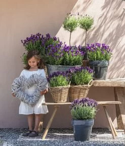 Schopf-Lavendel 13 Schopf-Lavendel -Gartenpflanzen Verkauf 8017089 8017014 8017105 8017147 8072852 3679602 3679727 3679735 WE MO 001 SchopfLavendel