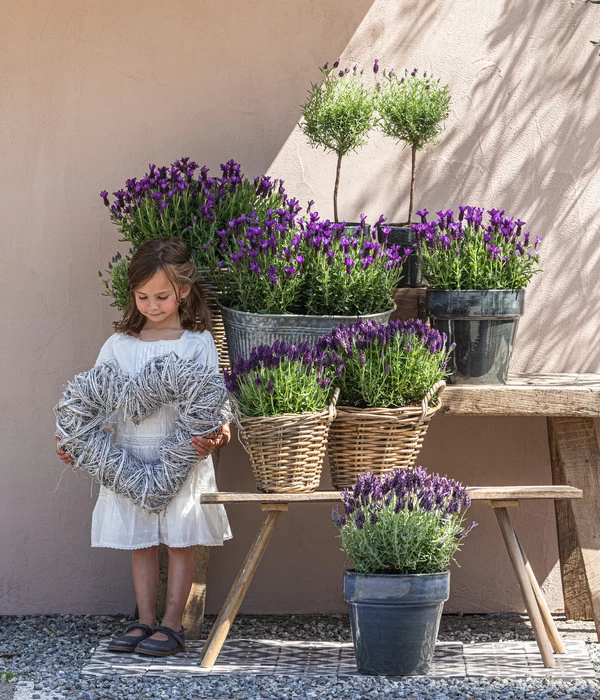 Schopf-Lavendel 5 Schopf-Lavendel – Bild 5