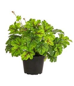 Purpurglöckchen 'Green Spice'