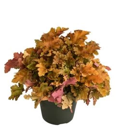 Purpurglöckchen 'Marmalada'