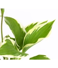 Weißrand-Funkie 'Patriot' -Gartenpflanzen Verkauf 8029241 PR DE 001 HostaFunkiePatriotDehnerExpressHerzig