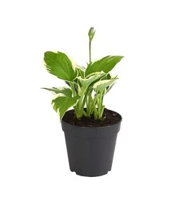 Weißrand-Funkie 'Patriot'