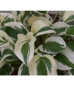 Weißrand-Funkie 'Patriot' -Gartenpflanzen Verkauf 8029522 PR DE 002 HostaPatriotAllgreen