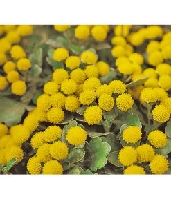 Silberrand-Chrysantheme 5 Silberrand-Chrysantheme -Gartenpflanzen Verkauf 8030041 BildFS 001 GoldUndSilberChrysanthemeSilberrandChrysanthemeHzAjaniaPacifica