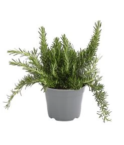 Dehner Gourmet Garten Hänge-Rosmarin