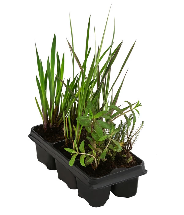 Wasserpflanzen-Set Blütenparadies, Verschiedene Sorten, 6er-Schale 1 Wasserpflanzen-Set Blütenparadies, Verschiedene Sorten, 6er-Schale