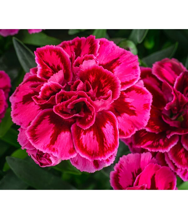 Garten-Nelke, Zweifarbig, Verschiedene Sorten 1 Garten-Nelke, Zweifarbig, Verschiedene Sorten