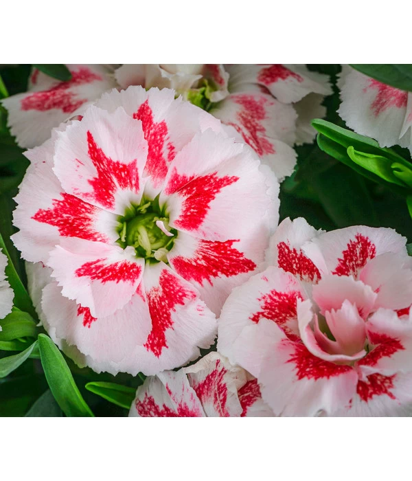 Garten-Nelke, Zweifarbig, Verschiedene Sorten 2 Garten-Nelke, Zweifarbig, Verschiedene Sorten – Bild 2