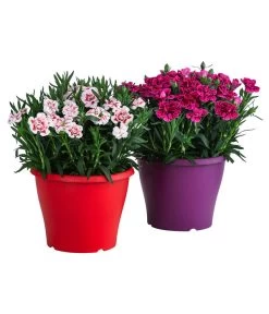 Garten-Nelke, Zweifarbig, Verschiedene Sorten 7 Garten-Nelke, Zweifarbig, Verschiedene Sorten -Gartenpflanzen Verkauf 8050643 WE FS 001 NelkeDianthusInSortenT19