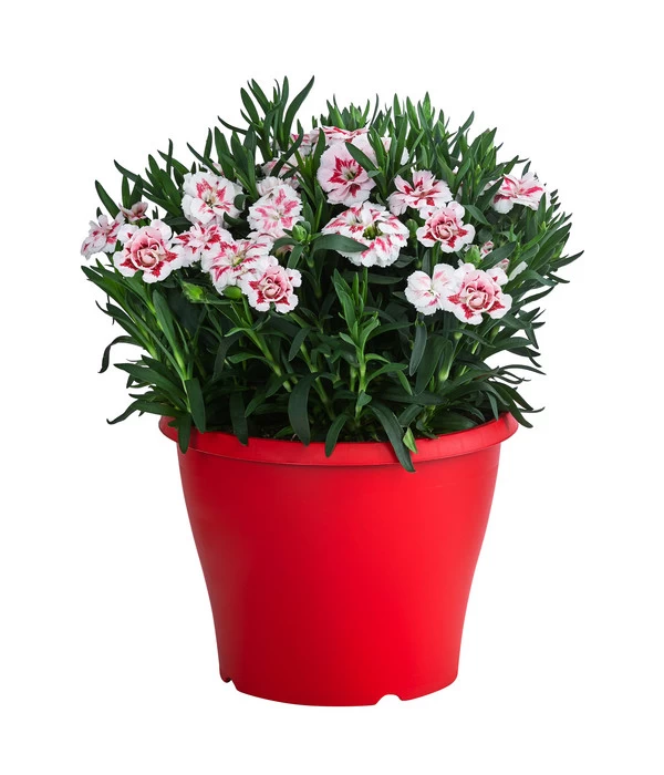 Garten-Nelke, Zweifarbig, Verschiedene Sorten 5 Garten-Nelke, Zweifarbig, Verschiedene Sorten – Bild 5