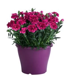 Garten-Nelke, Zweifarbig, Verschiedene Sorten 8 Garten-Nelke, Zweifarbig, Verschiedene Sorten -Gartenpflanzen Verkauf 8050643 WE FS 003 NelkeDianthusT19