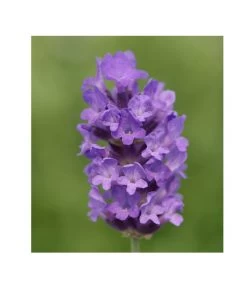 Lavendel 'No. 9' 8 Lavendel 'No. 9' -Gartenpflanzen Verkauf 8094070 PR DE 001 DownderryNo9Helix