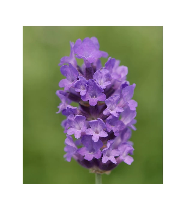 Lavendel 'No. 9' 4 Lavendel 'No. 9' – Bild 4