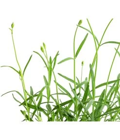 Lavendel 'No. 9' 9 Lavendel 'No. 9' -Gartenpflanzen Verkauf 8094070 WE DE 001 LavandulaAngustifoliaNO9LavendelT13