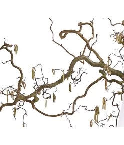 Korkenzieher-Hasel 'Contorta' 6 Korkenzieher-Hasel 'Contorta' -Gartenpflanzen Verkauf 8149080 WE DE 001 KorkenzieherhaselBio100 120cmDehnerExpressHerzig