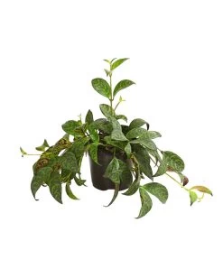 Gefleckte Sinnblume - Aeschynanthus