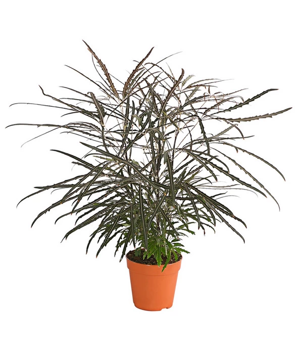 Fingeraralie - Schefflera Elegantissima 1 Fingeraralie - Schefflera Elegantissima