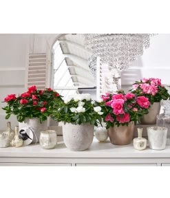 Zimmerazalee - Rhododendron Simsii, Sonderfarben 19 Zimmerazalee - Rhododendron Simsii, Sonderfarben -Gartenpflanzen Verkauf 8205106 8205221 8205148 8205163 PR MO 001 AzaleenAzaleaT12UveSauer