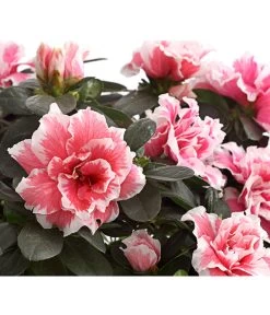 Zimmerazalee - Rhododendron Simsii, Sonderfarben 16 Zimmerazalee - Rhododendron Simsii, Sonderfarben -Gartenpflanzen Verkauf 8205106 WE DE 001 AzaleeAzaleaSonderfarbeT12DehnerExpressHerzigOW