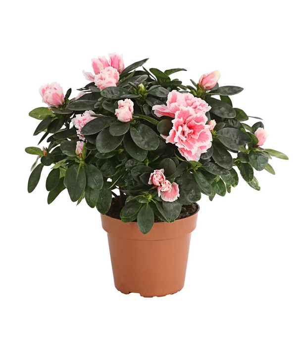 Zimmerazalee - Rhododendron Simsii, Sonderfarben 2 Zimmerazalee - Rhododendron Simsii, Sonderfarben – Bild 2