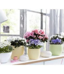 Zimmerazalee - Rhododendron Simsii, Sonderfarben 18 Zimmerazalee - Rhododendron Simsii, Sonderfarben -Gartenpflanzen Verkauf 8205106 WE MO 001 AzaleenAzaleaSaintpauliaUsambaraveilchenOstershooting2016UveSauerDehner