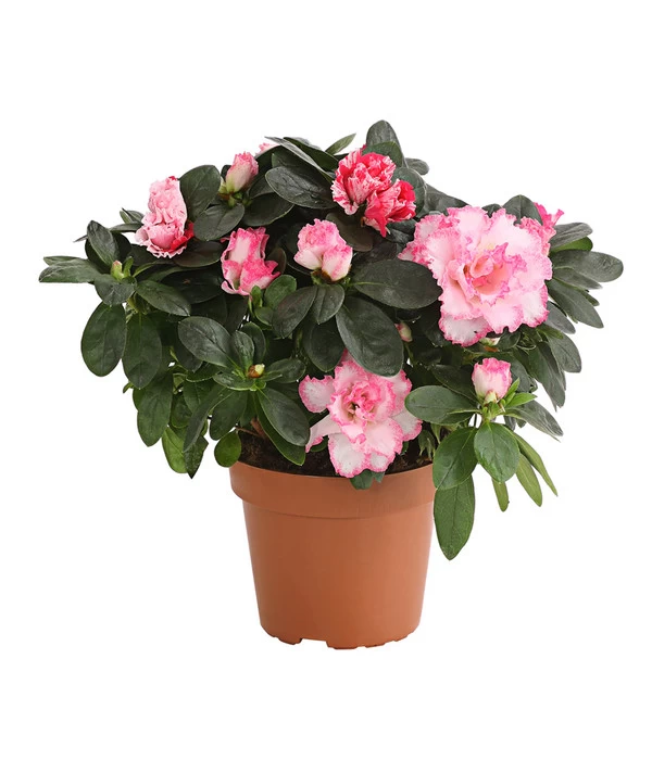 Zimmerazalee - Rhododendron Simsii, Sonderfarben 1 Zimmerazalee - Rhododendron Simsii, Sonderfarben